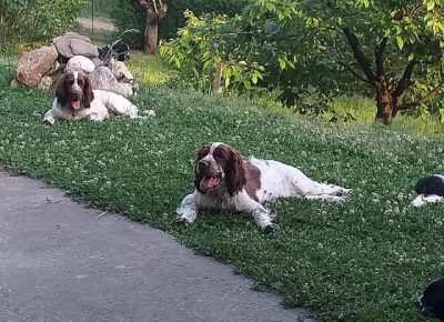 springerspanijel031622757651