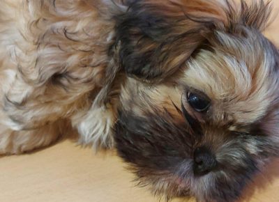 sshihlavic11623170771