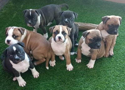 veskobull11623092005