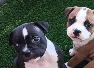 veskobull31623092005