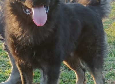 x10CaucasianShepherd1623227236