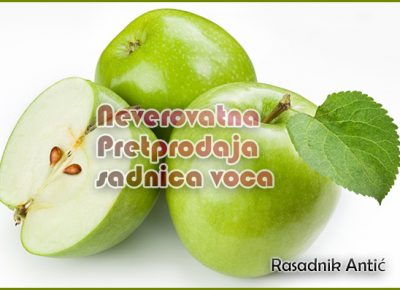 002rasadnikanticpredprodaja1626867153