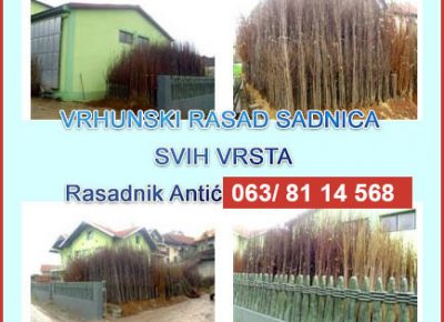 003rasadnikantic1626867153