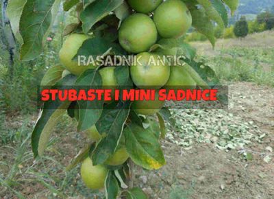 052sadnice1626867154