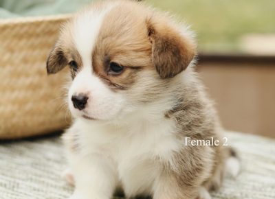 19465233329513640184538094263712550181259057n1625341648