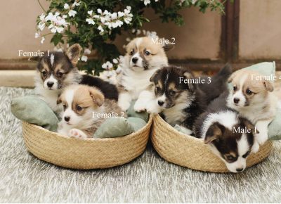 1961713761612899760261622606010924821743211n1625341649