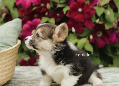 19685294312295283141514864036232170905918786n1625341649