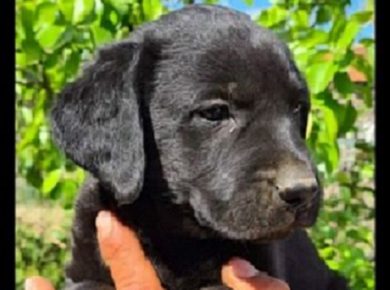 1Labradorretriever1625297644
