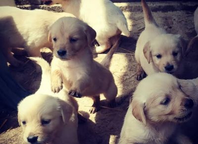 1zlatniretriver1627041600