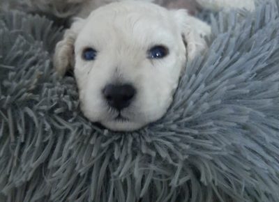 20385242940137917853555799077446808015129217n1625250446