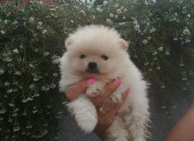 2091411513147629536918822920181848274745373n1627142222