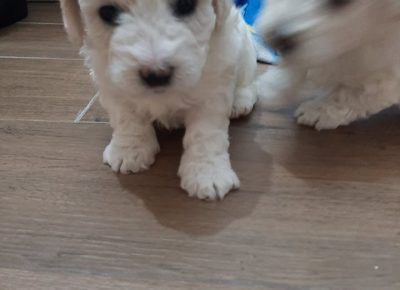 2101710142748105477532714143313268486127463n1625250447