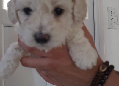 21029454412587257079184481591205569019229115n1625250447