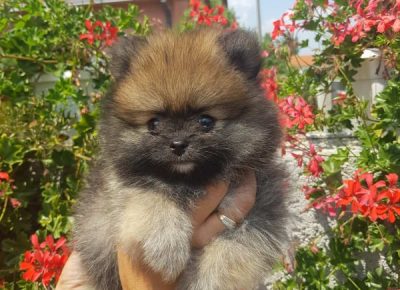 22123527616757169559565061165074718367934721n1627142224