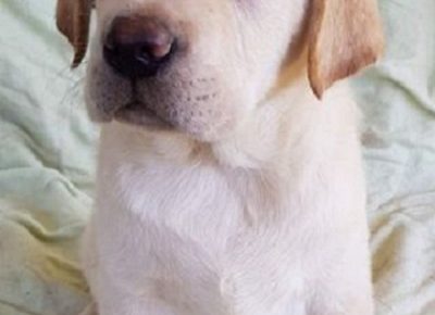 2Labradorretriever1625297645