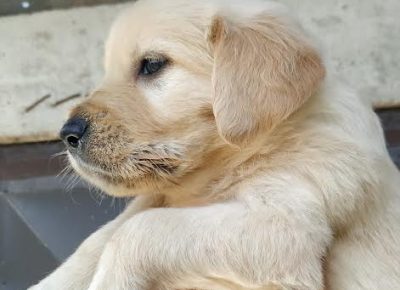 2zlatniretriver1627041600