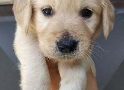 3zlatniretriver1627041600