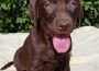 4Labradorretriever1625297645
