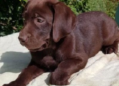 5Labradorretriever1625297645