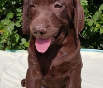 6Labradorretriever1625297646