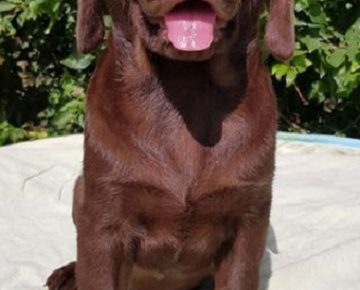 7Labradorretriever1625297645