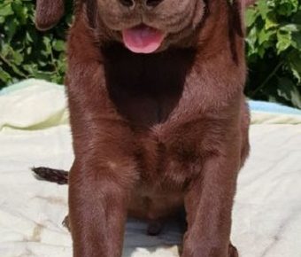 8Labradorretriever1625297646