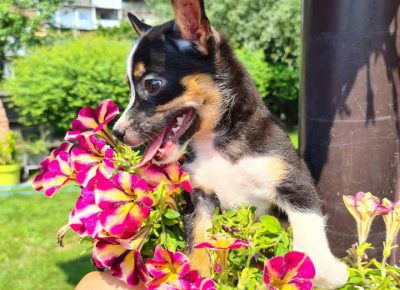 ACAčiča21627223310