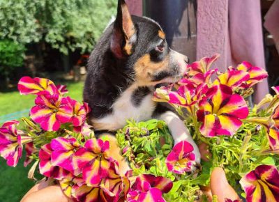 ACAčiča51627223310