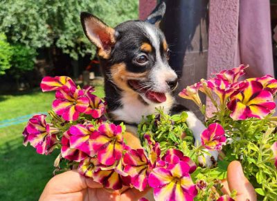 ACAčiča61627223309