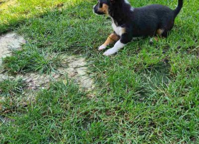 ACAčiča71627223309