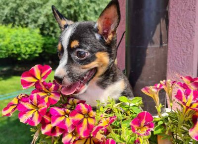 ALAčiča31627223309