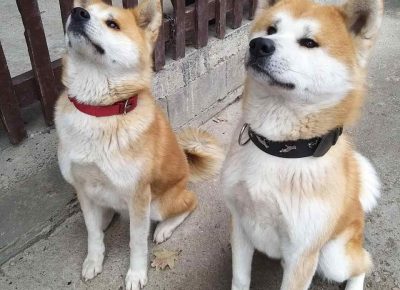 Akitakraljevo111626633836