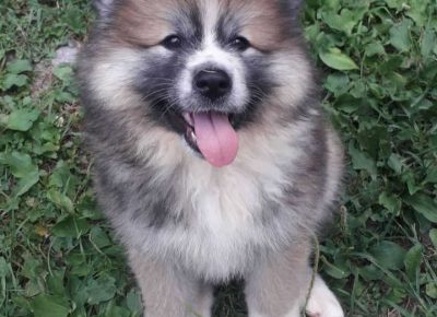 Akitakraljevo11626633833