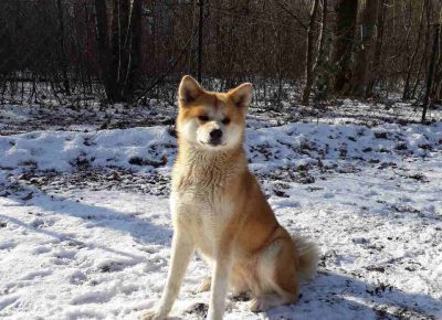 Akitakraljevo121626633836