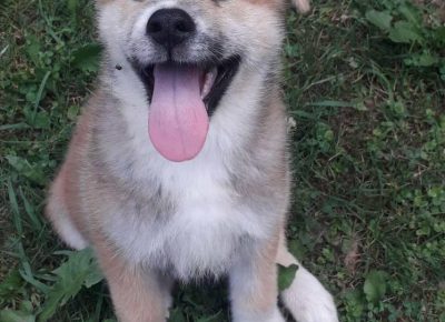 Akitakraljevo41626633836