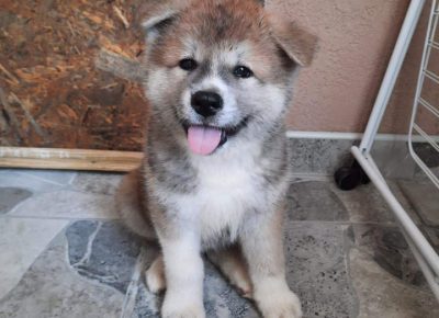 Akitakraljevo71626633835