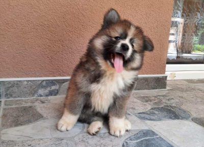 Akitakraljevo81626633836