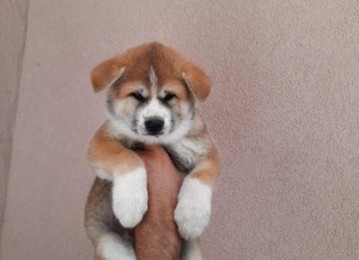 Akitakraljevo91626633835