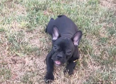 FRSirćom61626091349