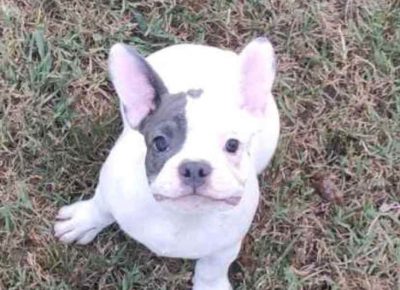 FRsurčin11626091349