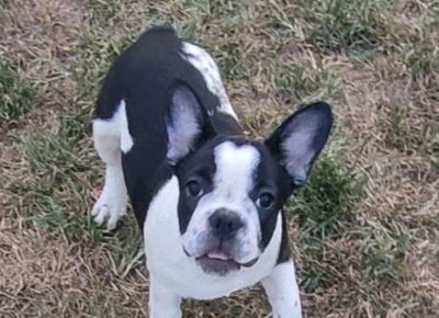 FRsurčin21626091349