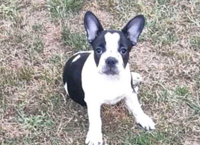 FRsurčin31626091349