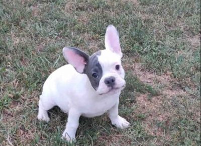 FRsurčin41626091349