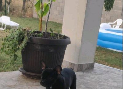 FRsurčin51626091350