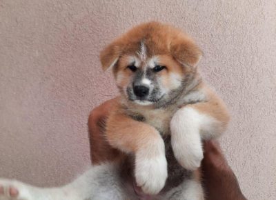 KItakraljevo10.jpg1626633837