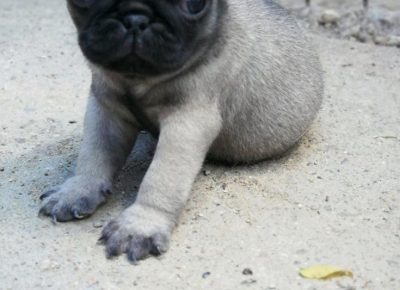 MOPSbgnis21625478523