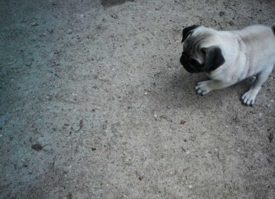 MOPSbgnis31625478523