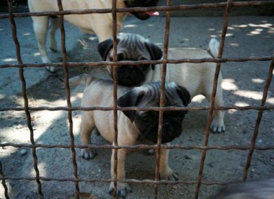 MOPSbgnis51625478523