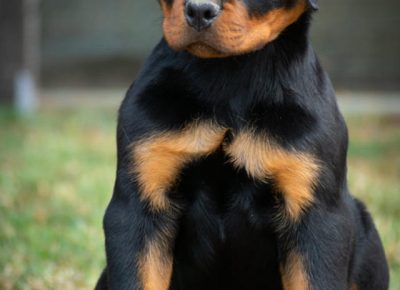 ROTjanjic21626385035