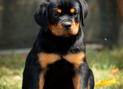 ROTjanjic61626385036